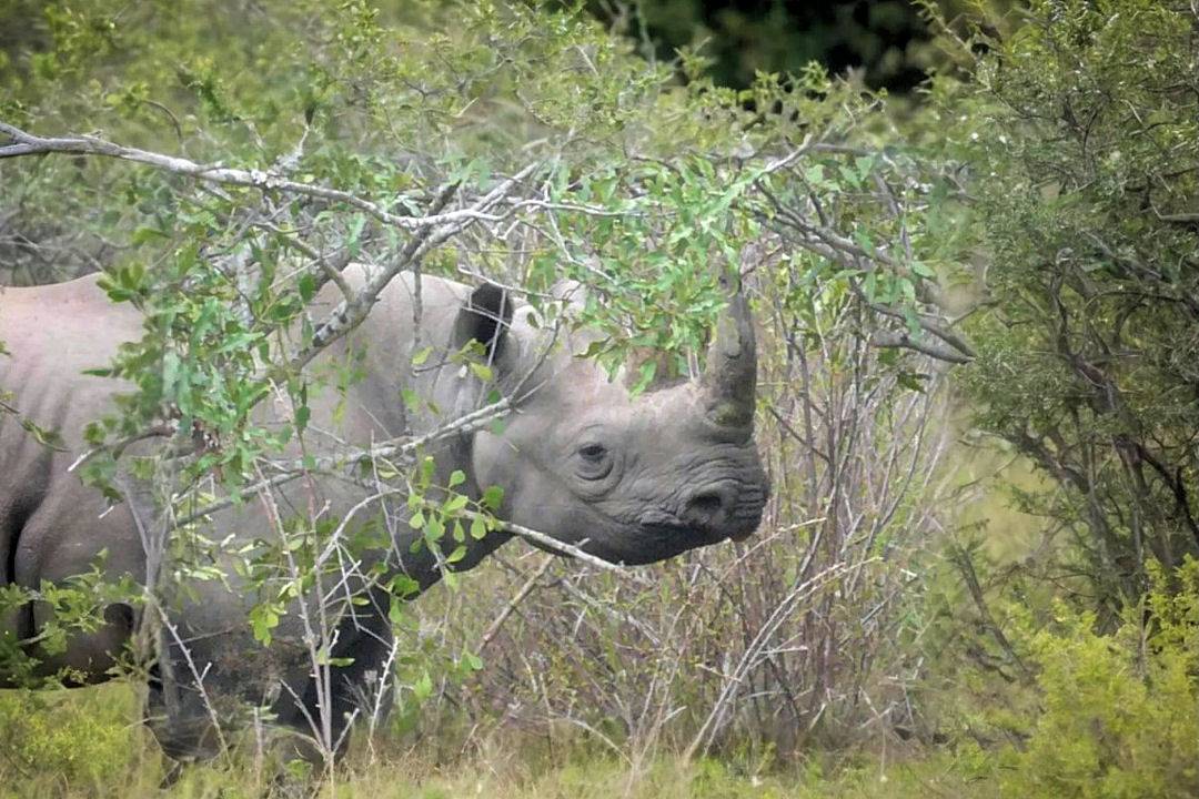 African Black Rhino