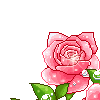 rosegarland5 rosegarland5