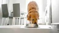 Popular pet food brand halts production after FDA warns of possible dangerous contamination