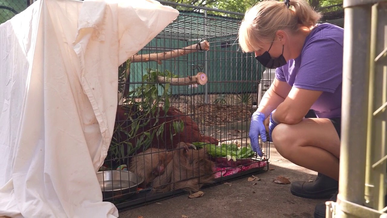 Central Florida Zoo & Botanical Gardens rescued numerous sloths from Orlando's Sloth World after it was shut down. (Credit: Central Florida Zoo & Botanical Gardens)