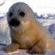 Avatar for foca