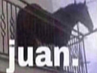 juan horse on balcony