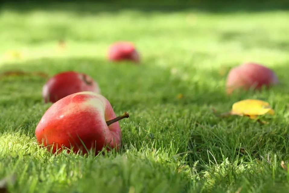 Financial Misconduct: Does The Apple Fall Far From The Tree?