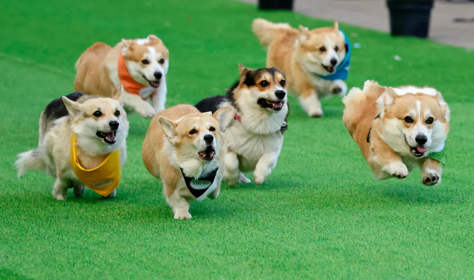 AI Startup Corgi Of Seven-Day Work Week Fame Raises Yet Again At $4 Billion Valuation