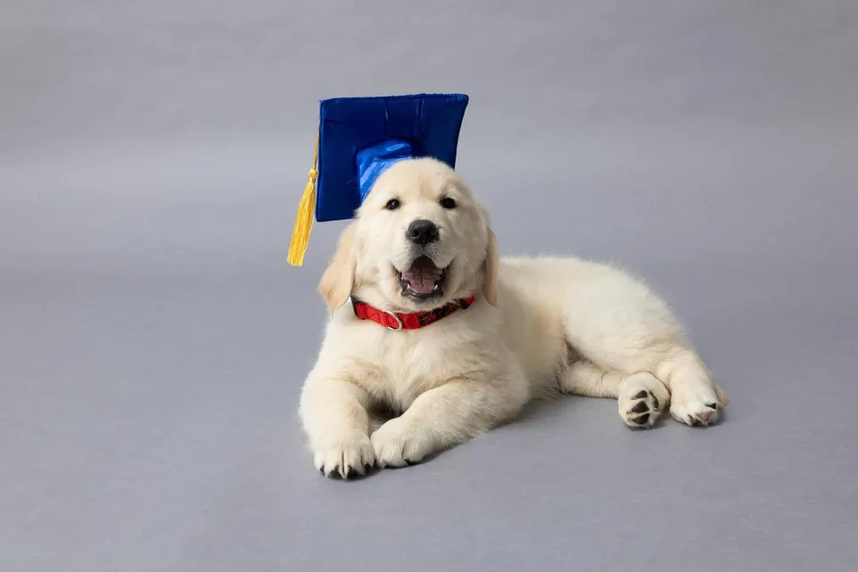 Simplify Pet Care This Fall With PetSmart Training, Grooming, Boarding And Day Camps