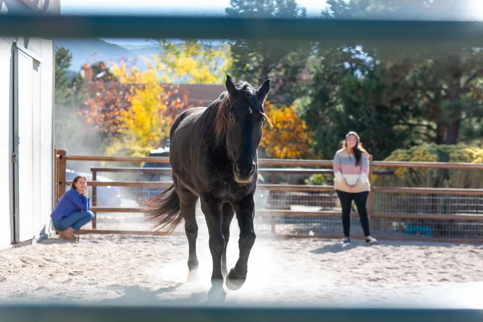 What Horses Know About Energy That Most Leaders Have Forgotten
