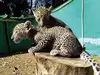 Wildlife thriving in Delhi's urban jungles: Two leopard cubs spotted in Asola Sanctuary