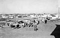 Pf006593-suburbs with cows