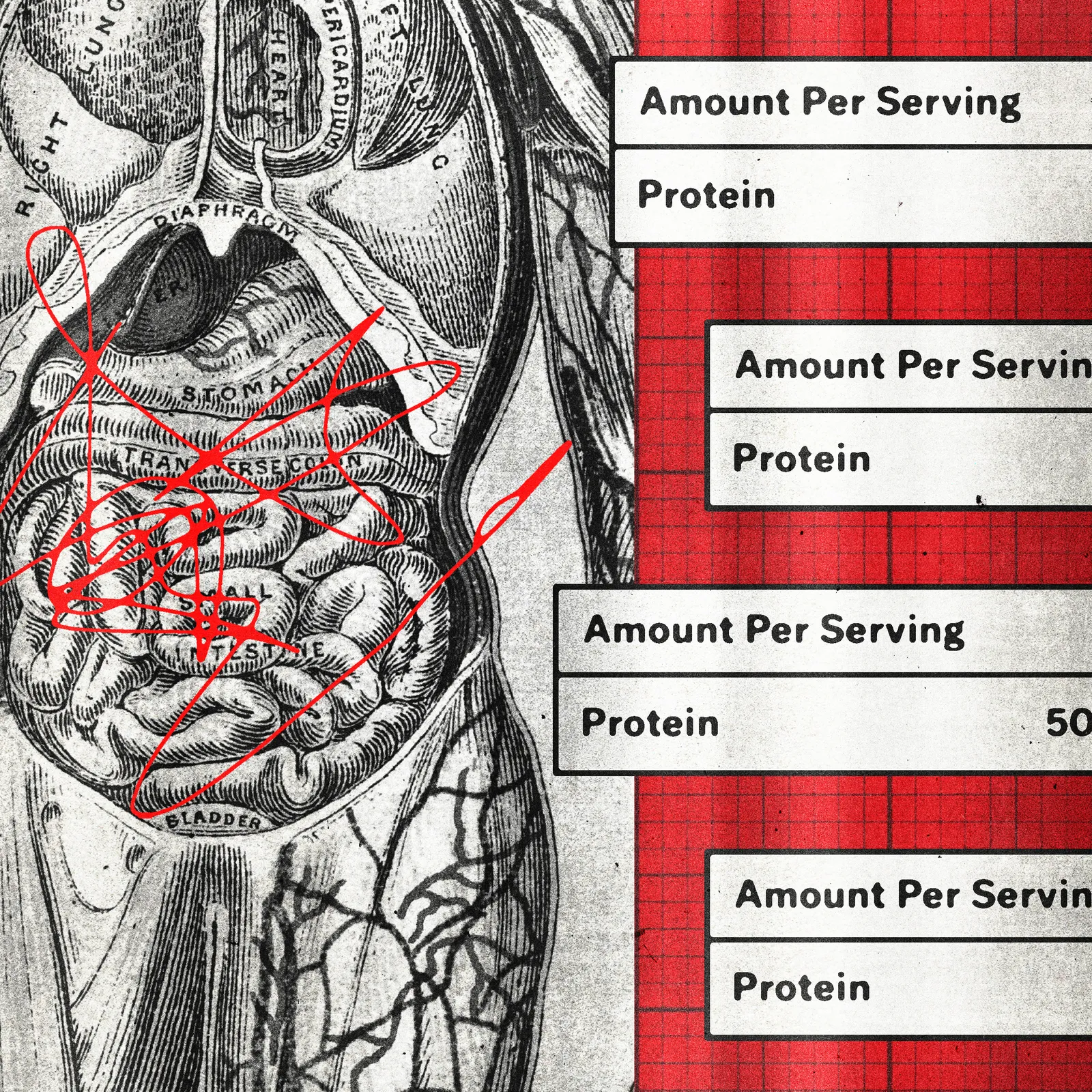Is your proteinmaxxing hurting your gut?