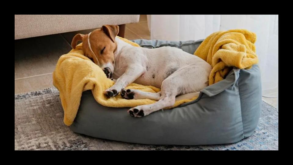 How-to-clean-a-dog-bed